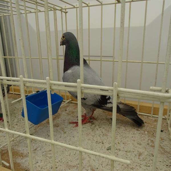 Fotoalbum Kidsday | Wielrennen Surhuisterveen