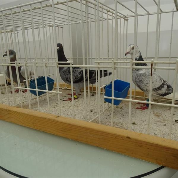 Fotoalbum Kidsday | Wielrennen Surhuisterveen