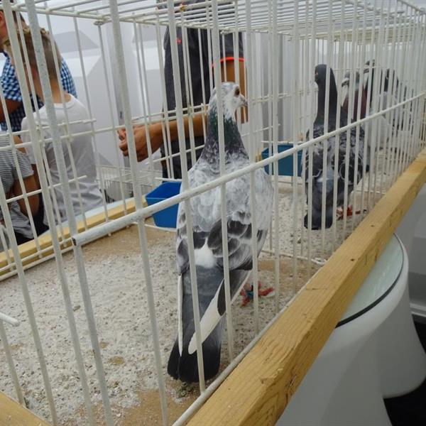 Fotoalbum Kidsday | Wielrennen Surhuisterveen