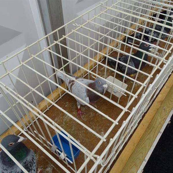 Fotoalbum Kidsday | Wielrennen Surhuisterveen